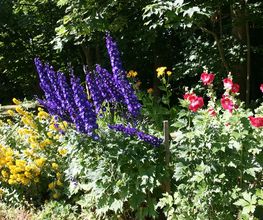 Buimenmeer im Garten im Frühjahr und Sommer