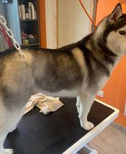 Nany'Dog Toilettage image 14