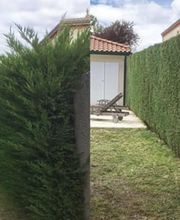 BC Service Élagage image 6