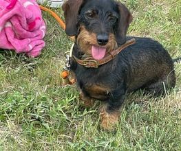Hundeschule Thea Grothe Bild 6