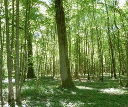 La Forestière image 2