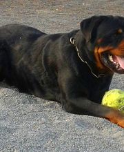 Residencia canina Tarazona imagen 3