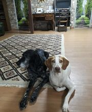 Elevage de L'étang Du Vert image 7