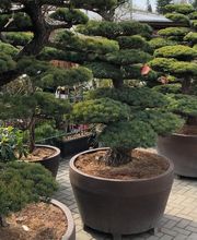 Gärtnerei & Baumschule Irrling Bild 1