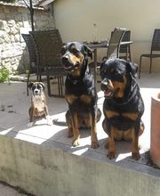 Antho Educanine image 2