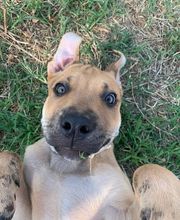 Adiestra2 / Adiestrador Canino en Barcelona y alrededores imagen 3