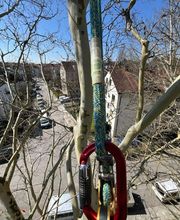 Treevarna Baumpflege München Bild 3