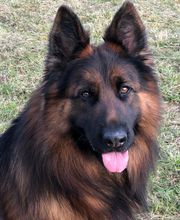 La Pouponnerie image 2