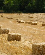 Cofra image 5