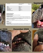 Kräuterpfoten Bild 4