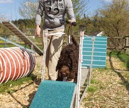 Hundeschule Guggisberg Bild 14