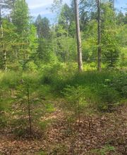 FriedWald Donaueschingen Bild 2