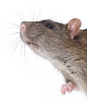 Bio Pest Services B.P.S. image 6