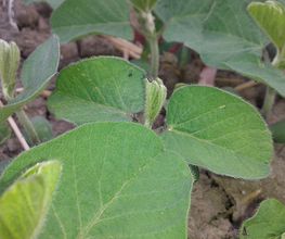 raysa-andujar-sa-herbicidas-03.jpg