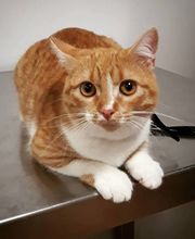 Arca Veterinaria imagen 7