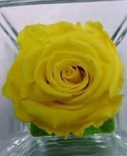 Claudine Fleurs image 2