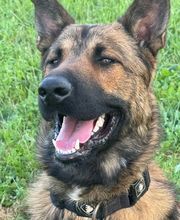 Adiestramiento Córdoba imagen 9