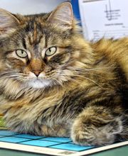 Barta Animal Hospital image 20