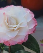 MARIA FLEURS SARL image 1