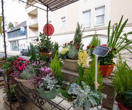 A fleur de Pot image 1