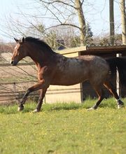 Ecurie Du Pays D'orthe image 4