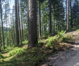 FriedWald Badener Höhe Bild 3