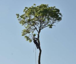 Arbre et Vert image 4