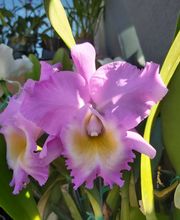 Odom's Orchids Inc image 17