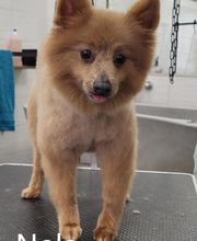 A FLAIR ALLURE image 19