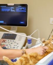 Clinique Vétérinaire Mon Véto Igoville image 15