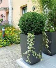 Himmelgrün - Buck Bild 2