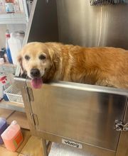 Happy Dog image 10
