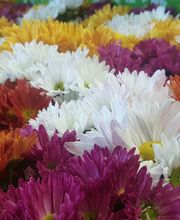 Gamm Vert Marans image 5