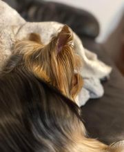 Armelle Toiletteuse Chiens Et Chats image 17