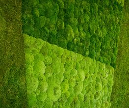 Moosnature Bild 1