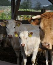 Biologische Landesprodukte - Biomeier in Full Bild 2