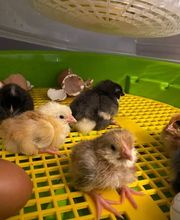 Poule à Dom ECO VERTU SOLUTIONS image 6