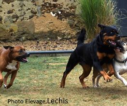 Chiens Zen image 10