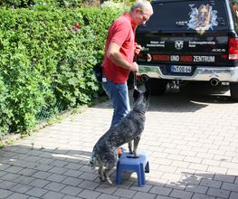MenschUndHundZentrum Bild 40