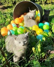 Animal Passion image 2