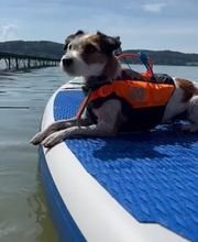 Dogs Adventure GmbH Bild 5