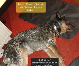 Dein Hund findet zu Hause keine Ruhe. Dies ist das Thema unseres Blogbeitrag.