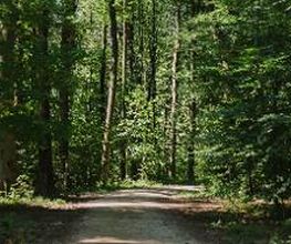 FriedWald Wangen Bild 1