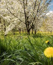 Politische Gemeinde Sevelen Bild 5