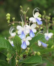 Fleur des Tropiques image 5