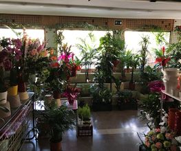local-maranta.jpg