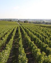 Clos du Château - Dugerdil Lionel & Nathalie Bild 6