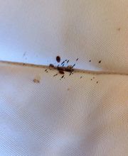 NGAN ALPES DE HAUTE PROVENCE - Entreprise Anti-Nuisibles image 6