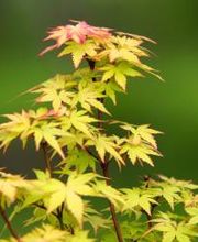 Pépinières Lafitte image 18