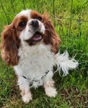 Pension de la Terre du Milieu image 1